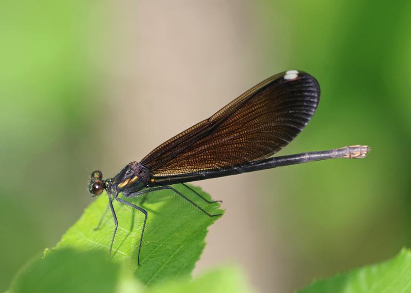 Photo of Ebony Jewelwing