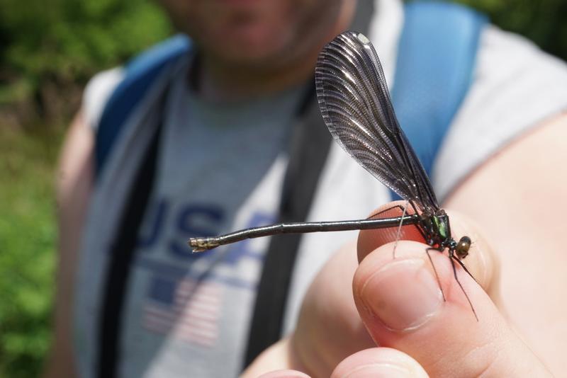 Photo of Ebony Jewelwing