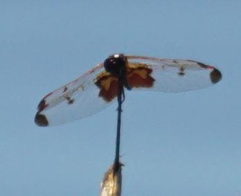 Photo of Calico Pennant