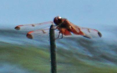 Photo of Calico Pennant