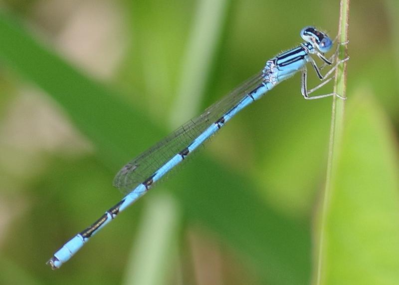 Photo of Double-striped Bluet
