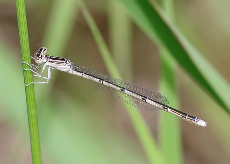 Photo of Double-striped Bluet
