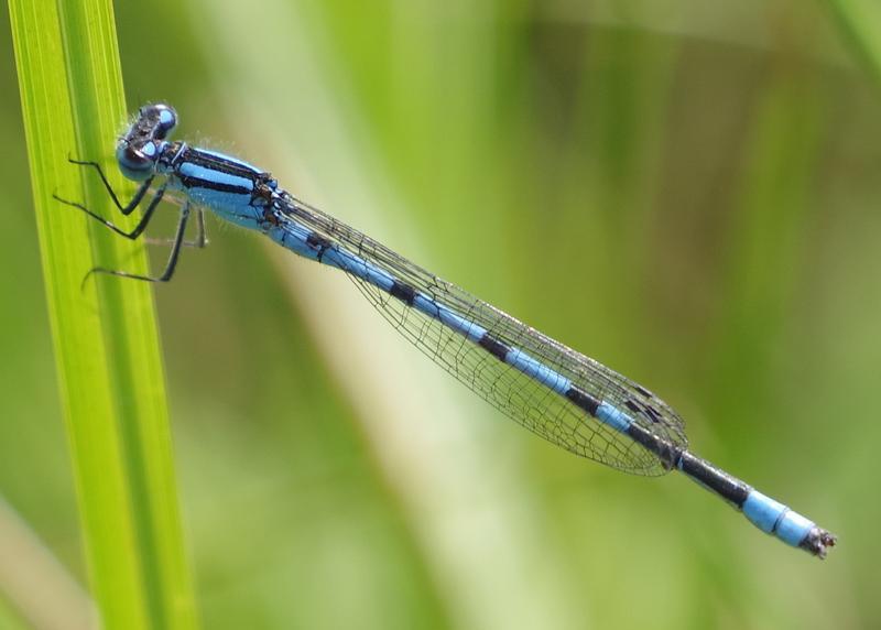 Photo of Marsh Bluet