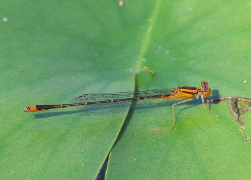 Photo of Orange Bluet