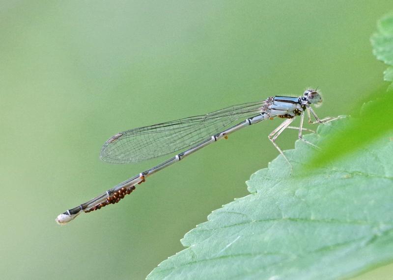 Photo of Orange Bluet