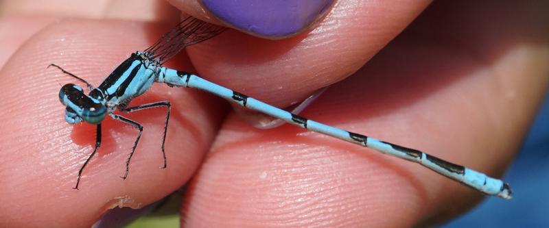 Photo of Hagen's Bluet