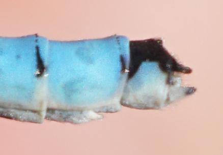 Photo of Hagen's Bluet