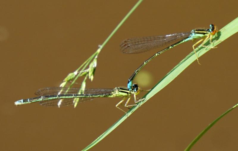 Photo of Rainbow Bluet