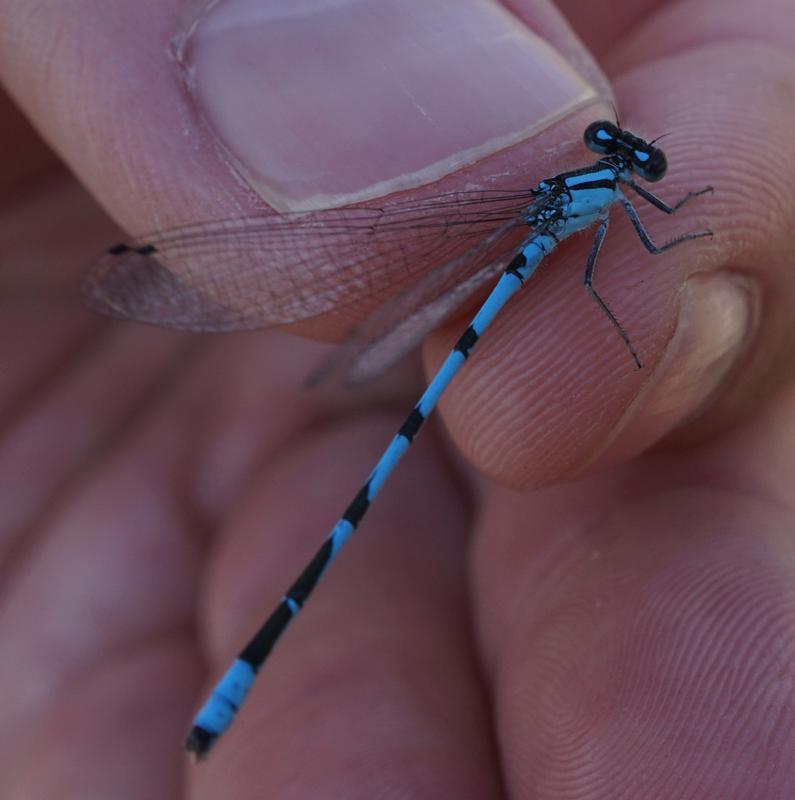 Photo of Hagen's Bluet