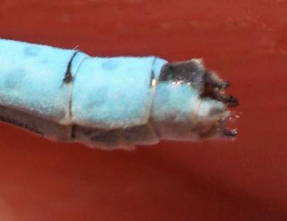 Photo of Hagen's Bluet