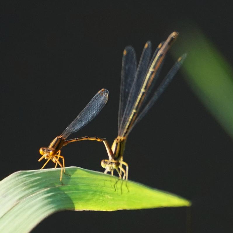Photo of Orange Bluet