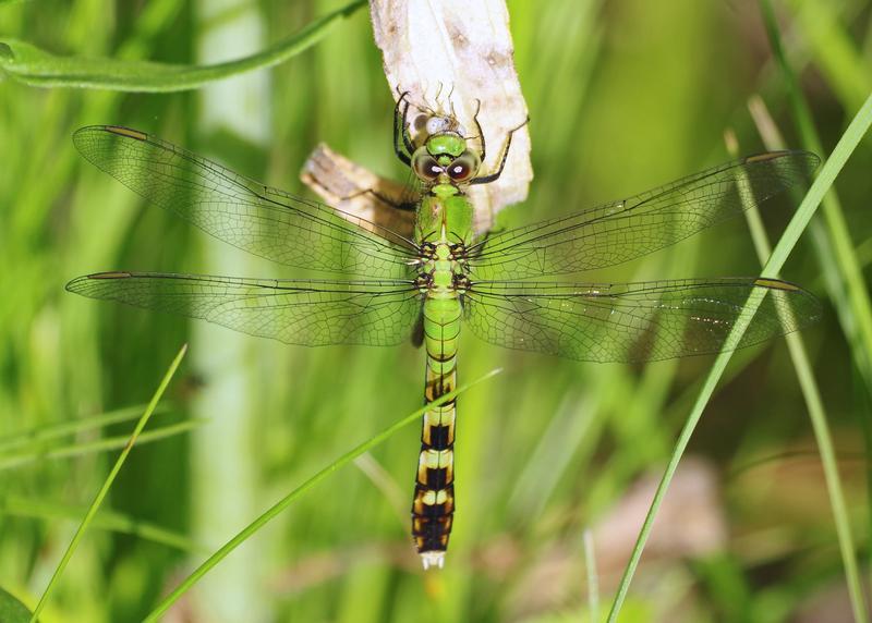 Photo of Eastern Pondhawk