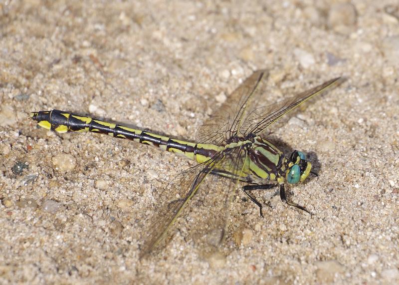 Photo of Midland Clubtail