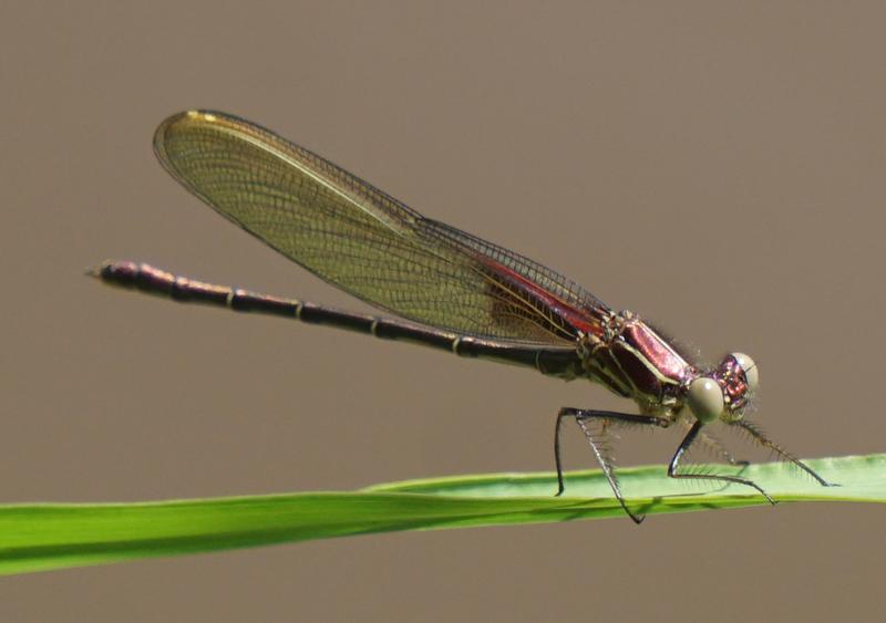 Photo of American Rubyspot