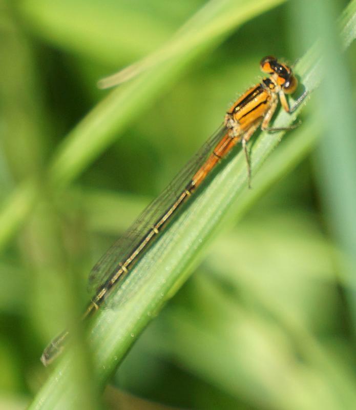 Photo of Eastern Forktail