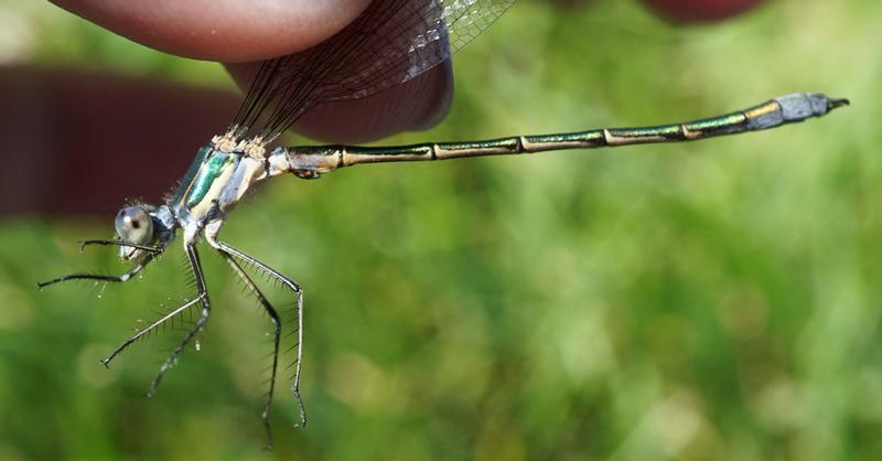 Photo of Emerald Spreadwing