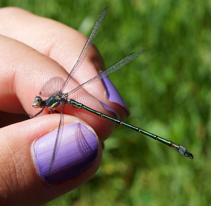 Photo of Emerald Spreadwing