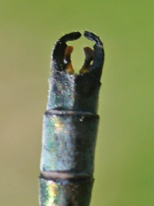 Photo of Emerald Spreadwing