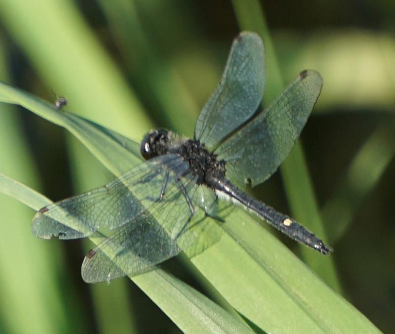 Photo of Dot-tailed Whiteface