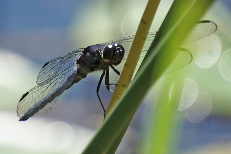 Photo of Slaty Skimmer