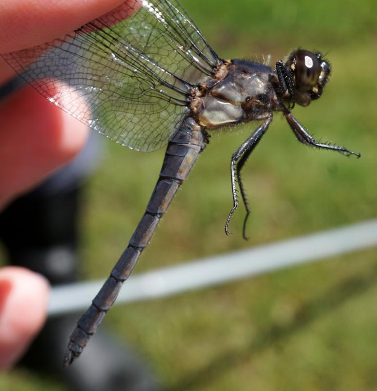 Photo of Slaty Skimmer