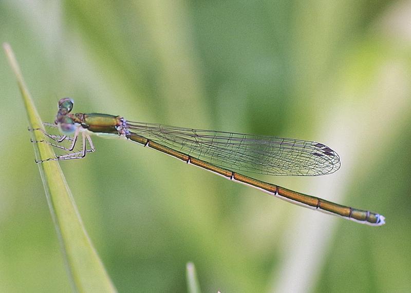 Photo of Sedge Sprite