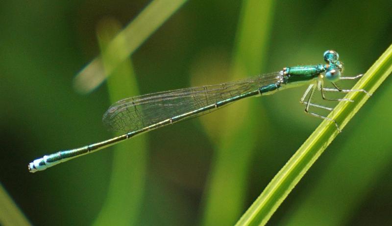 Photo of Sedge Sprite