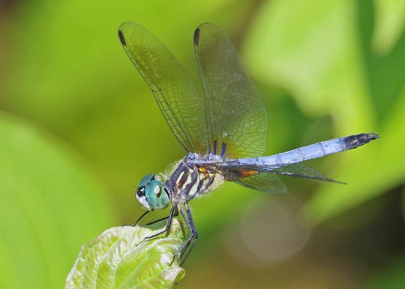 Photo of Blue Dasher