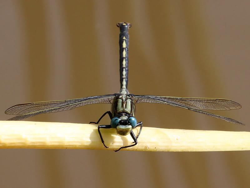 Photo of Horned Clubtail