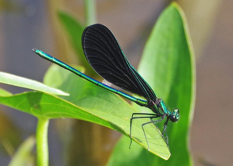Photo of Ebony Jewelwing