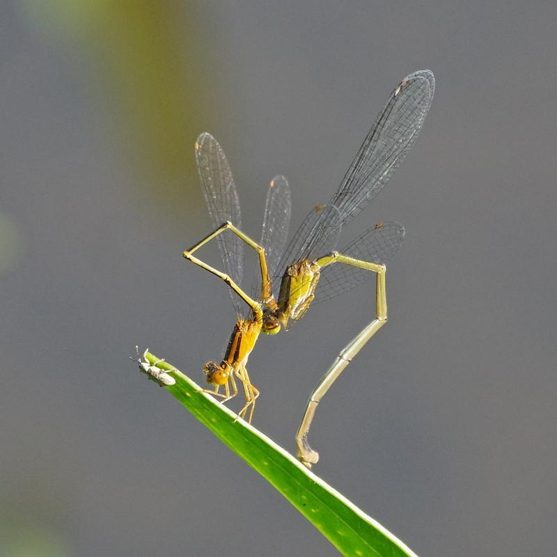 Photo of Orange Bluet