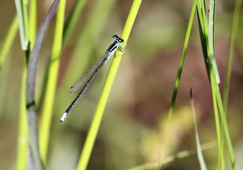 Photo of Eastern Forktail