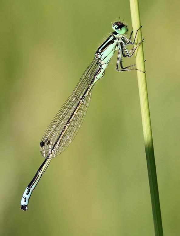 Photo of Eastern Forktail