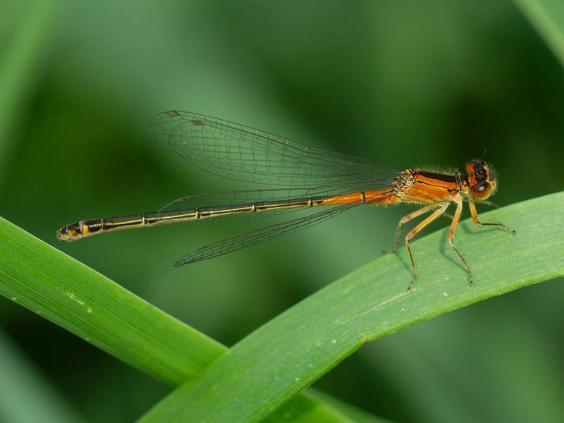Photo of Eastern Forktail
