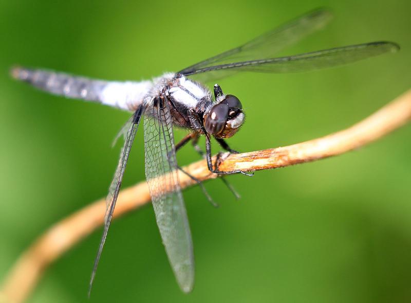 Photo of Chalk-fronted Corporal