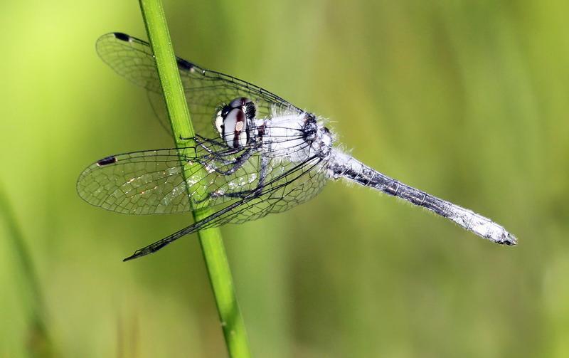 Photo of Elfin Skimmer