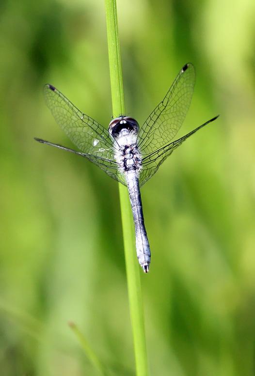 Photo of Elfin Skimmer