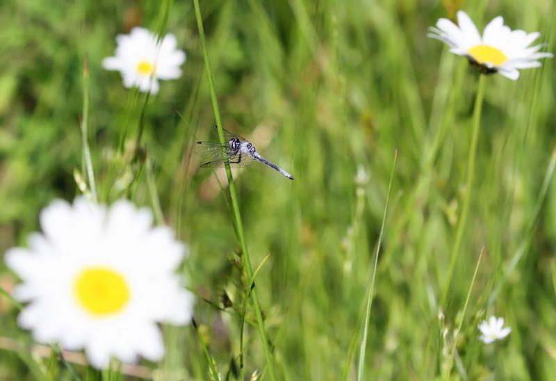 Photo of Elfin Skimmer