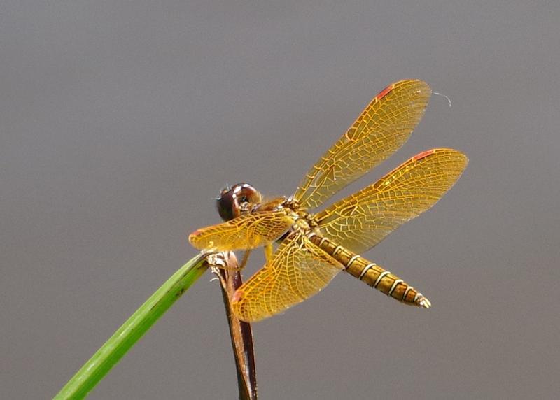 Photo of Eastern Amberwing