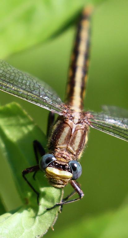 Photo of Dusky Clubtail