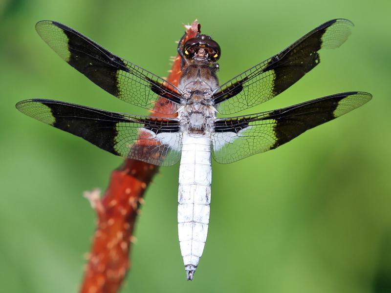 Photo of Common Whitetail