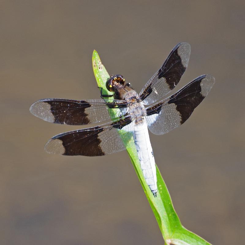 Photo of Common Whitetail