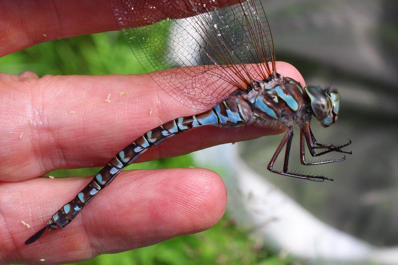 Photo of Canada Darner