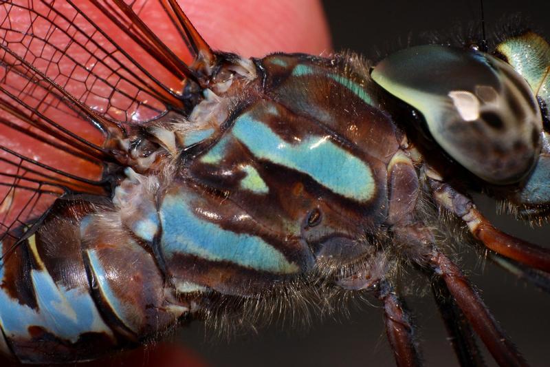 Photo of Canada Darner