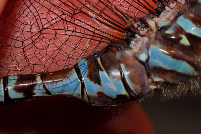 Photo of Canada Darner