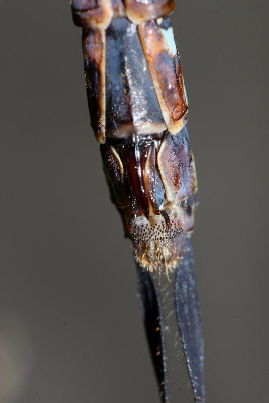 Photo of Canada Darner