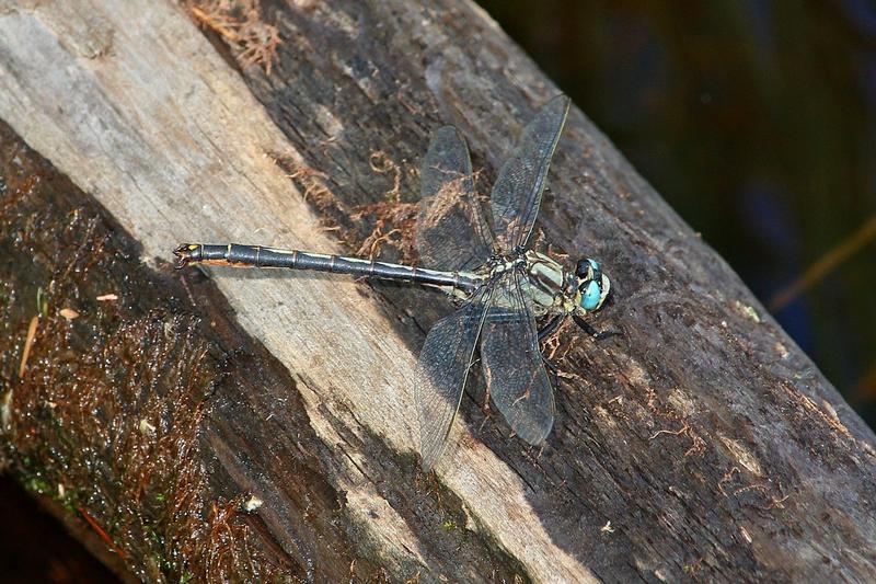 Photo of Horned Clubtail