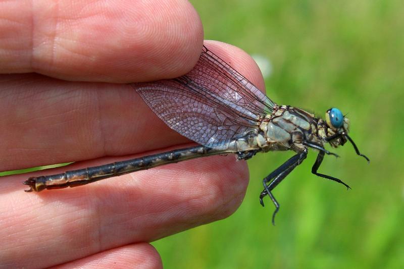 Photo of Horned Clubtail