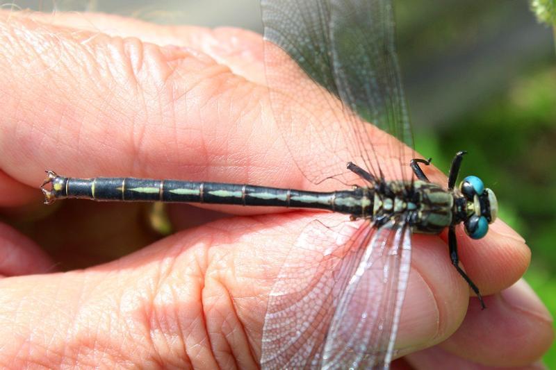 Photo of Horned Clubtail