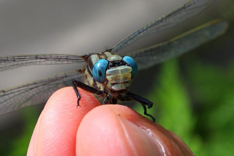 Photo of Horned Clubtail